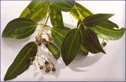 Cinnamon Essential Oil (size: 5)