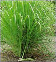 Lemongrass Essential Oil (size: 5)
