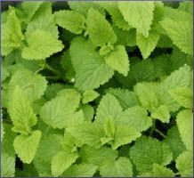 Melissa Essential Oil (size: 5)