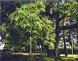 Camphor Essential Oil (size: 4)