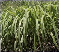 Citronella Essential Oil (size: 0.5)
