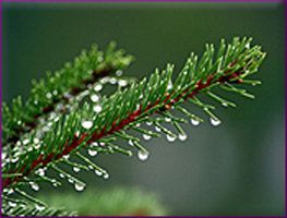 Fir Needle Essential Oil (size: 0.5)