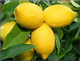 Lemon Essential Oil (size: 0.5)