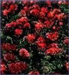 Myrtle Essential Oil (size: 0.5)