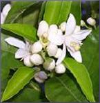 Neroli Essential Oil (size: 0.5)