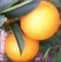 Orange Essential Oil (size: 1)