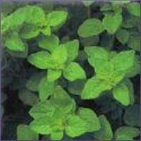 Oregano Essential Oil (size: 0.5)