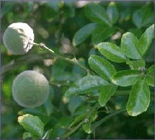 Petitgrain Essential Oil (size: 0.5)