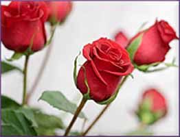 Rose Essential Oil (size: 0.5)