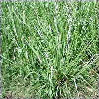 Vetiver Essential Oil (size: 0.5)