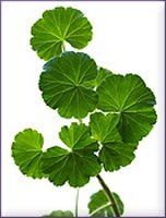 Geranium Essential Oil (size: 0.5)