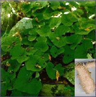 Ginger Essential Oil (size: Sample)