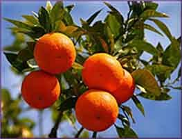 Mandarin Essential Oil (size: Sample)