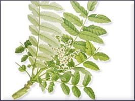 Myrrh Essential Oil (size: Sample)