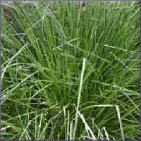 Palmarosa Essential Oil (size: Sample)