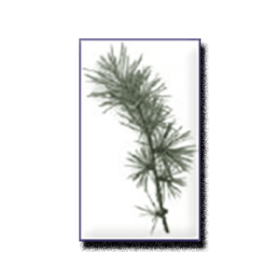 Cedarwood Essential Oil (size: 8)