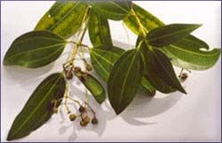 Cinnamon Essential Oil (size: 1)