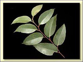 Eucalyptus Essential Oil (size: 4)