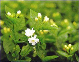 Jasmine Essential Oil (size: 1)