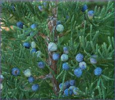 Juniper Berry Essential Oil (size: 1)