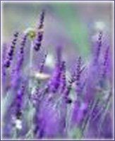 Lavandin Essential Oil (size: 1)