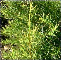 Tea Tree Essential Oil (size: 1)