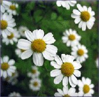 Roman Chamomile Essential Oil (size: 1)