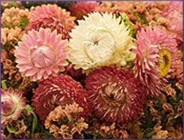 Helichrysum Essential Oil (size: 1)