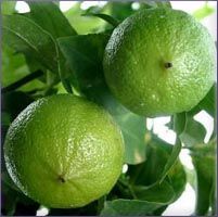 Bergamot Essential Oil (size: 8)