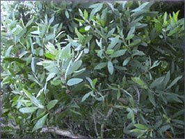 Cajeput Essential Oil (size: 4)