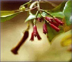 Clovebud Essential Oil (size: 8)