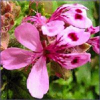 Rose Geranium Essential Oil (size: 4)