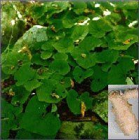Ginger Essential Oil (size: 4)