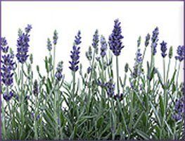 Lavender Essential Oil (size: 4)