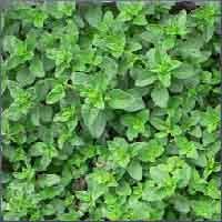Marjoram Essential Oil (size: 4)
