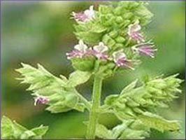 Patchouli Essential Oil (size: 4)