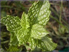Peppermint Essential Oil (size: 4)