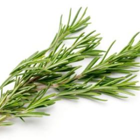 Rosemary Essential Oil (size: 4)