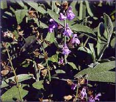 Sage Essential Oil (size: 4)
