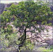 Sandalwood Essential Oil (size: 4)
