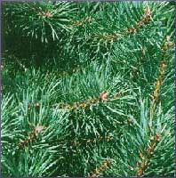 Stch Pine Essential Oil (size: 8)