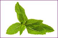 Spearmint Essential Oil (size: 4)