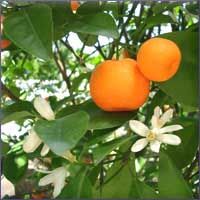 Tangerine Essential Oil (size: 8)