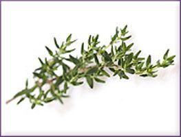 Thyme Essential Oil (size: 4)