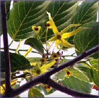 Ylang Ylang Essential Oil (size: 8)