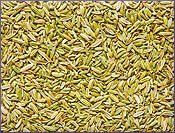 Fennel Essential Oil (size: 4)